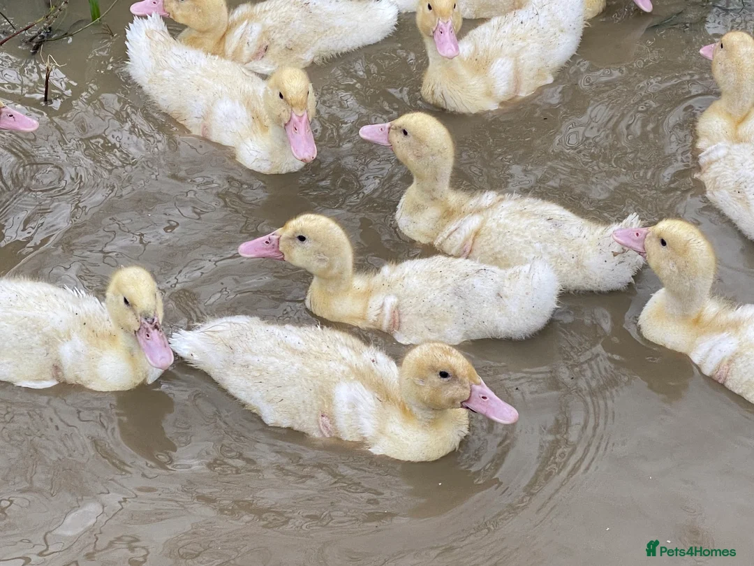 Ducks poultry for sale: Ducklings - White Female Layer Ducks - Advert 10