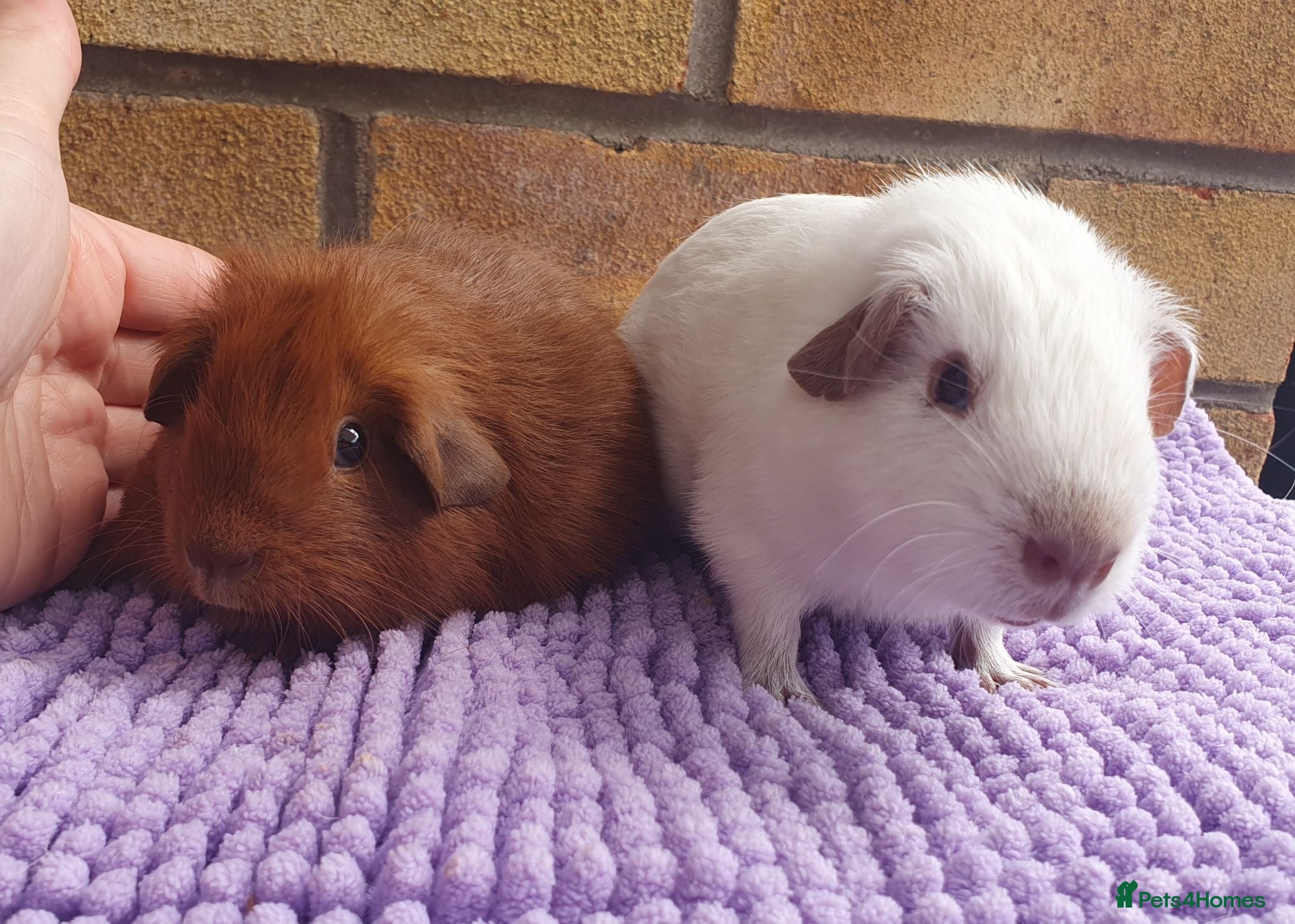 Guinea Pig rodents Beautiful guinea pigs - Advert 1