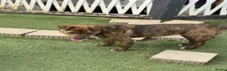 Mixed Breed dogs for adoption: Cute Gina looking for a home - Advert 6