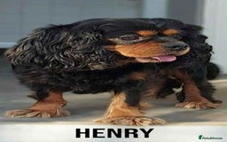 Cavalier King Charles Spaniel dogs for sale: Gorgeous KC Reg Cavalier Puppies  - Image 26
