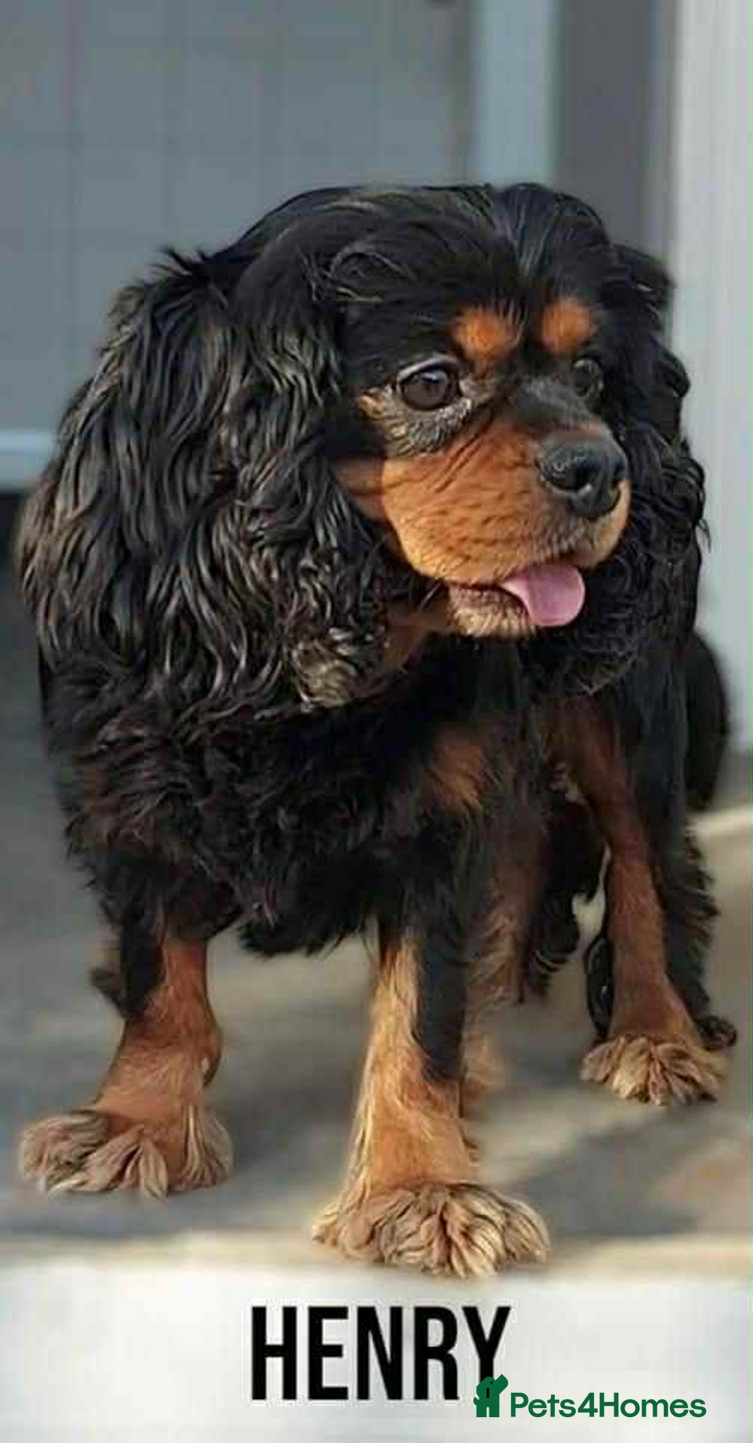Cavalier King Charles Spaniel dogs for sale: Gorgeous KC Reg Cavalier Puppies  - Image 26