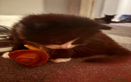 Mixed Breed cats for sale: Maine coon/ BomBay kittens  - Image 6