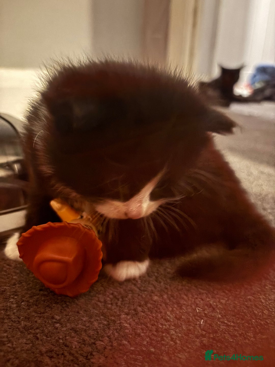 Mixed Breed cats for sale: Maine coon/ BomBay kittens  - Image 6