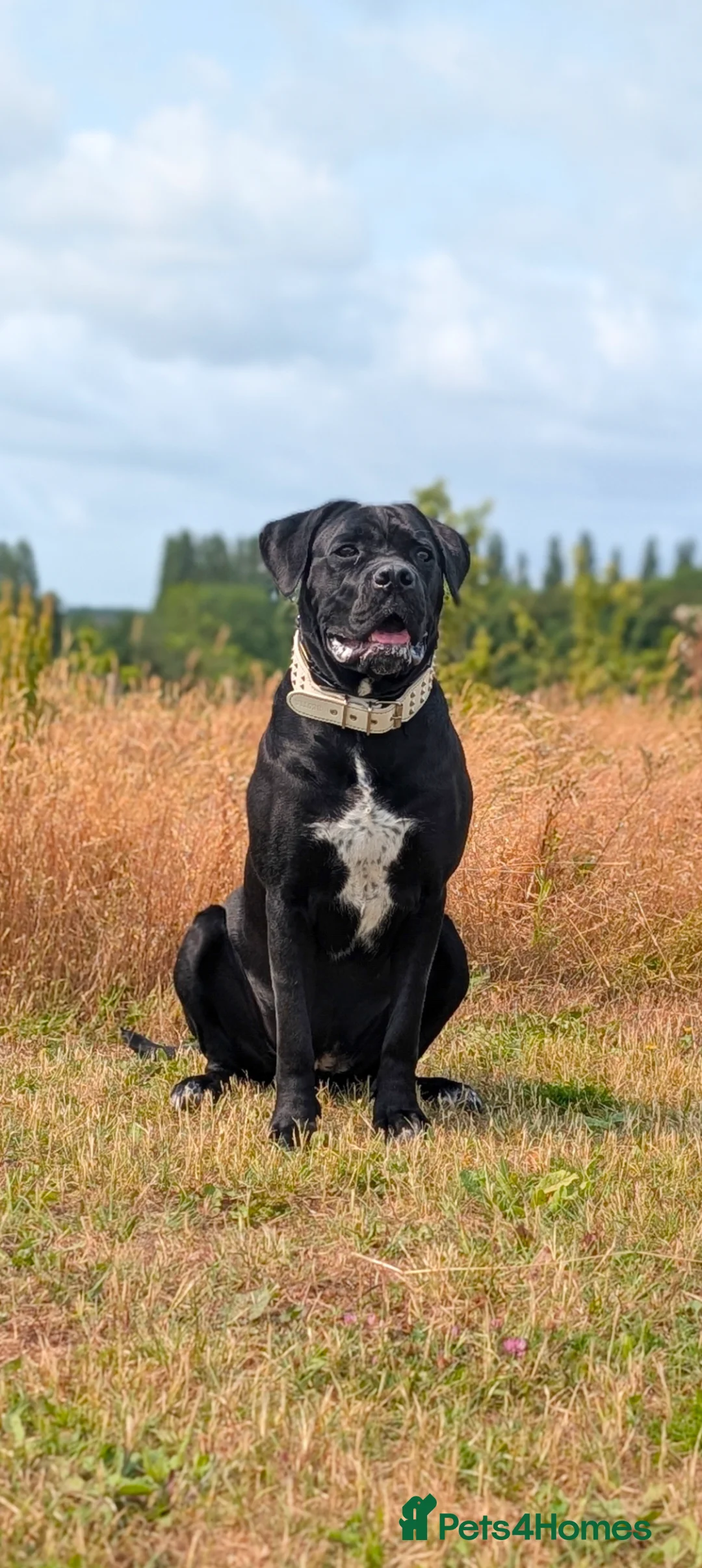 Cane Corso dogs for sale: 2 year old cane corso - Advert 1