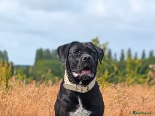 Cane Corso dogs 2 year old cane corso - Advert 12