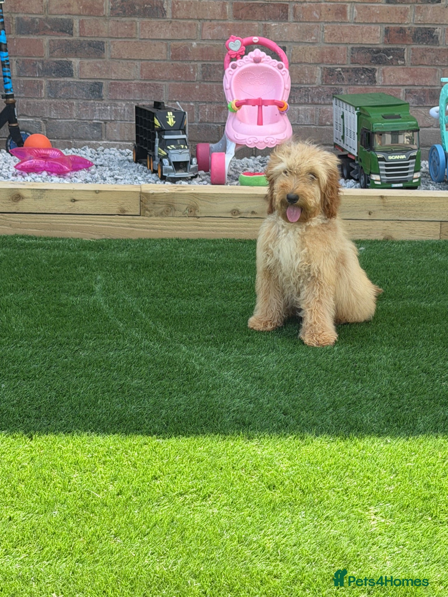 Cockapoo dogs F1 miniature cockapoos  - Advert 1