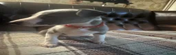 Whippet dogs for sale: 🐾 Exceptional KC Registered Whippet Puppies - Advert 28