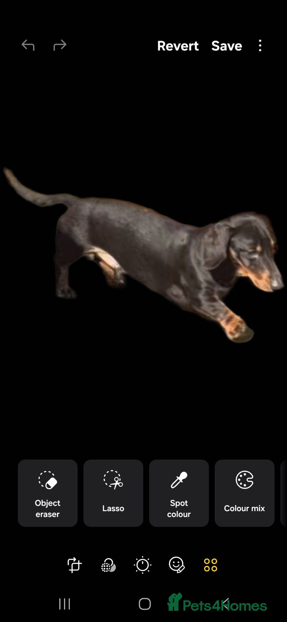 Miniature Dachshund dogs GLYNFELIN JACK MASTER FUNK miniature dachshund - Advert 8