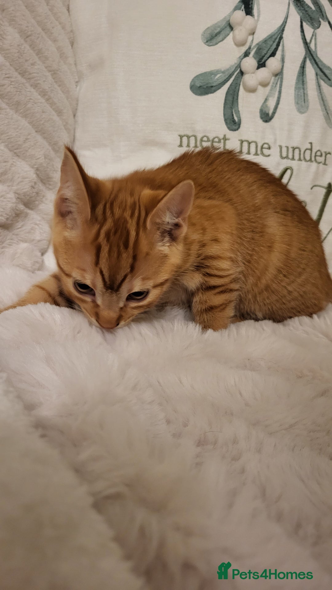 Mixed Breed cats for sale: Kittens READY NOW - Advert 21