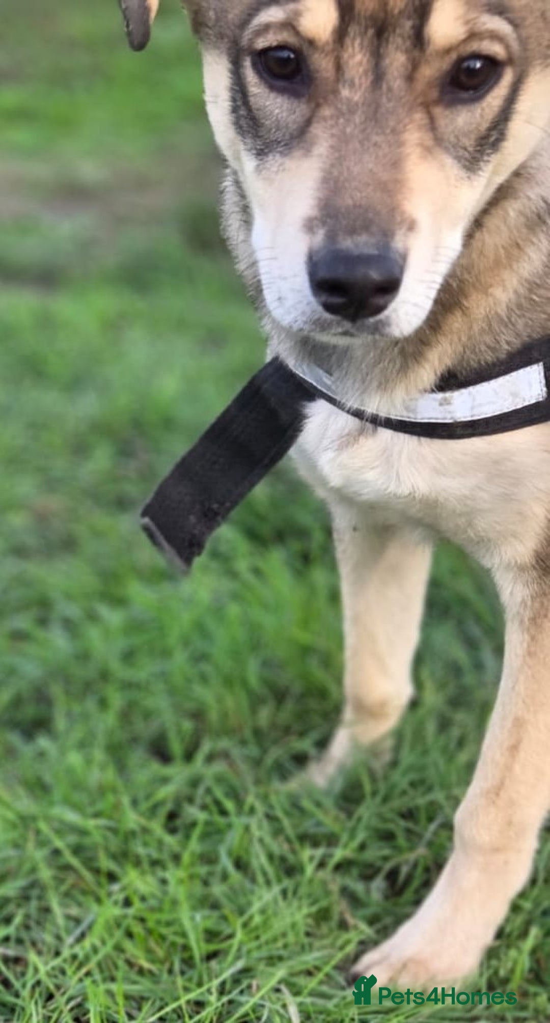 Mixed Breed dogs for adoption: 🐾DALIDA, Grace, Strength & a Heart Full of Love💛 - Advert 3