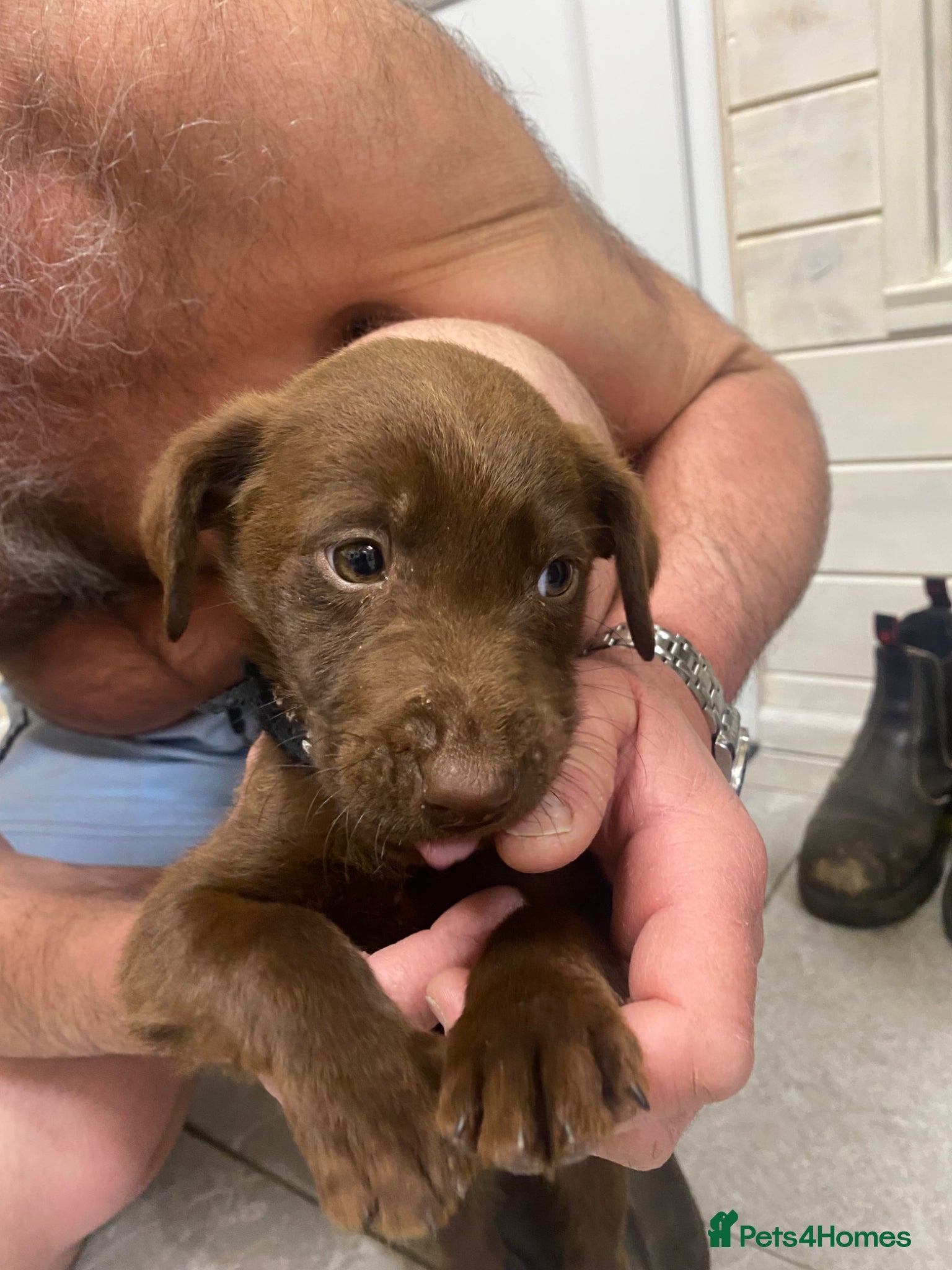 Labrador Retriever dogs BEAUTIFUL BOYS LEFT ONLY READY NOW!! - Advert 6