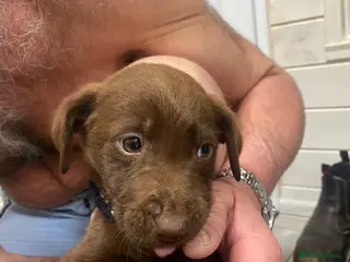 Labrador Retriever dogs BEAUTIFUL BOYS LEFT ONLY READY NOW!! - Advert 6