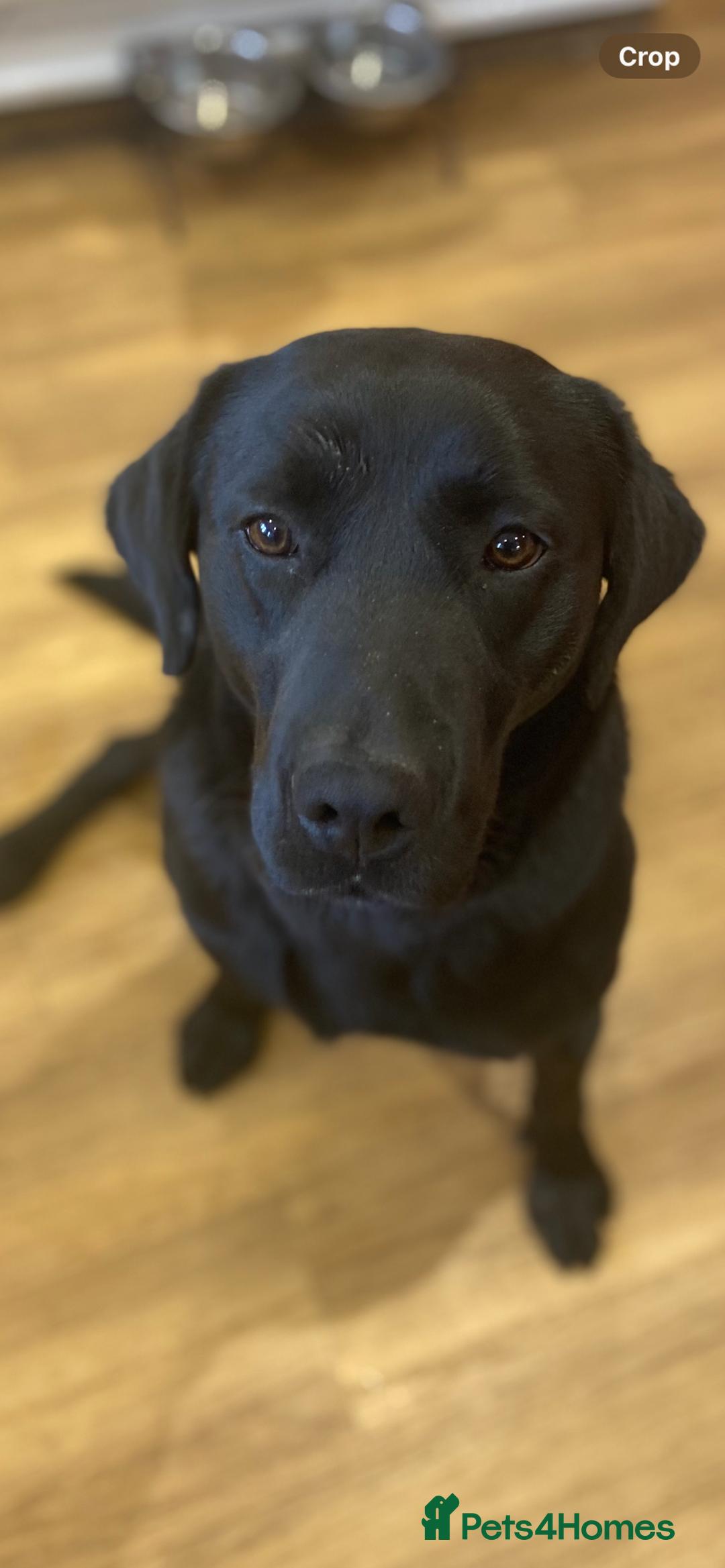 Labrador Retriever dogs for stud: KC Registered Black Lab For Stud in Scarborough - Advert 2