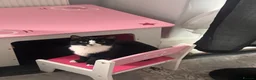 American Shorthair cats for sale: sister and brother - Advert 3