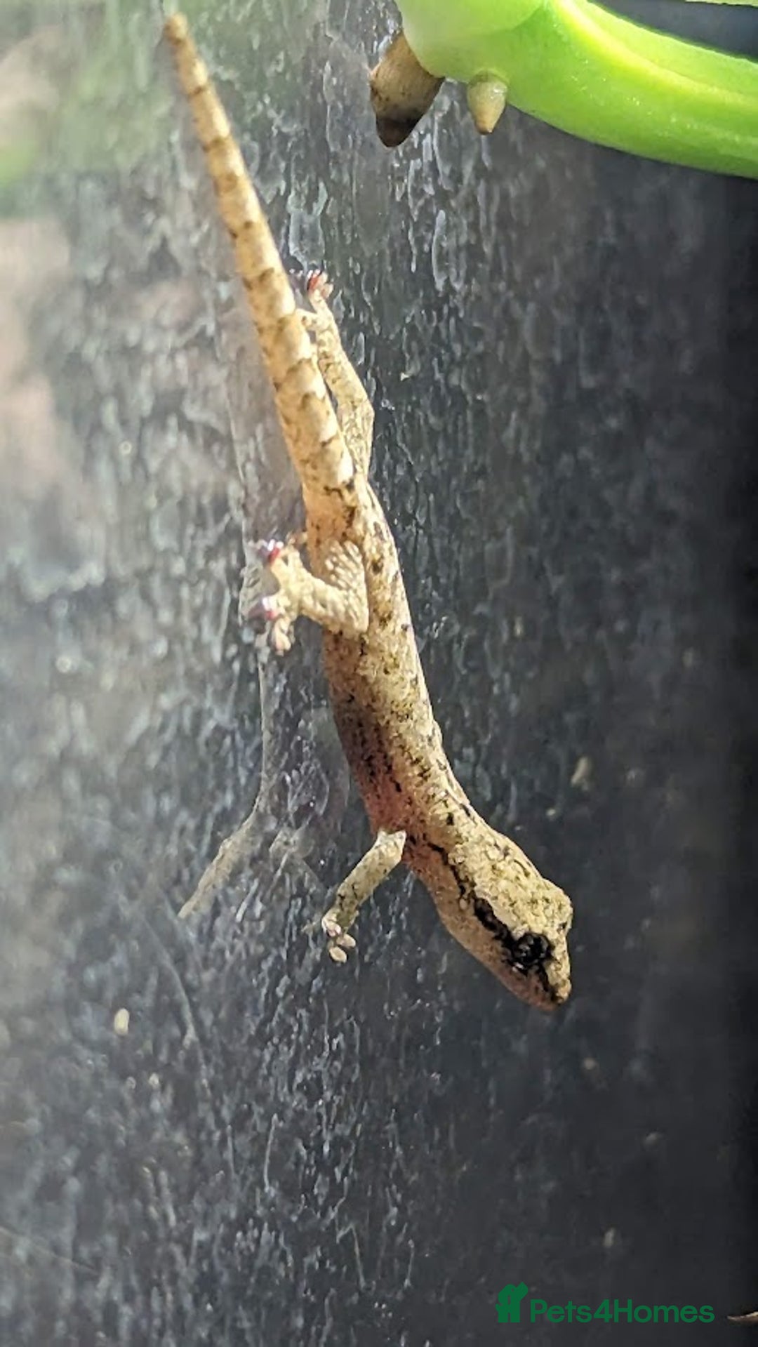 Gecko reptiles for sale: Mourning Gecko's (Lepidodactylus lugubris) - Image 4