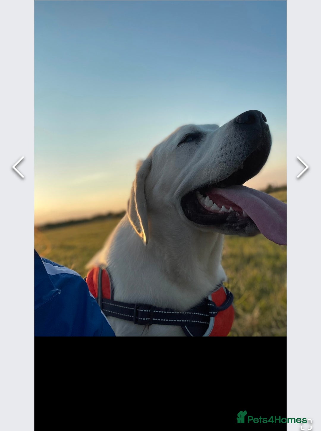 Labrador Retriever dogs for sale: KC reg health tested chunky white Labradors - Advert 5