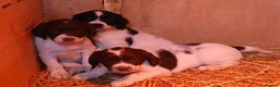 English Springer Spaniel dogs for sale: SPRINGER SPANIELS 4 GIRLS AND 2 BOYS AVAILABLE  - Advert 6