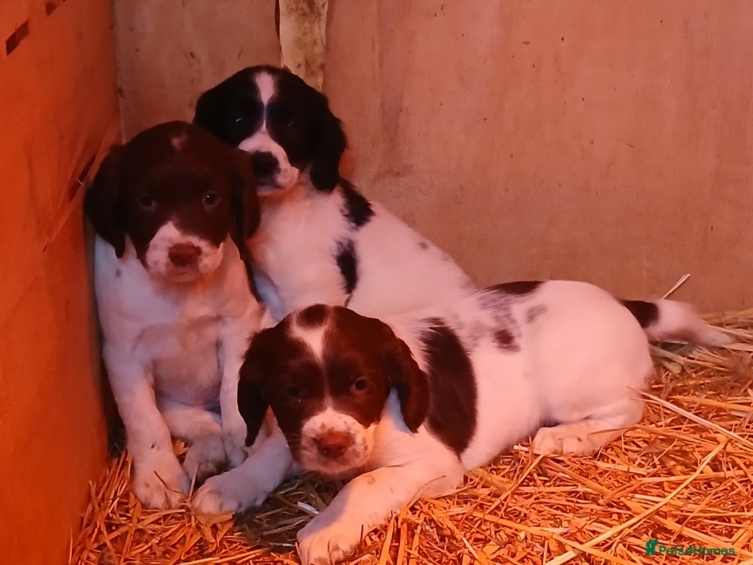 English Springer Spaniel dogs for sale: SPRINGER SPANIELS 4 GIRLS AND 2 BOYS AVAILABLE  - Advert 6
