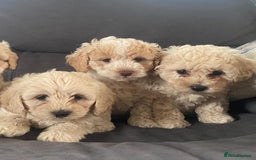 Cavapoo dogs for sale: Health checked cavapoo puppies - Image 1