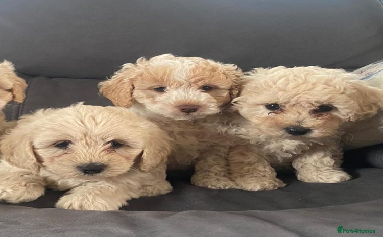 Cavapoo dogs - Advert 3
