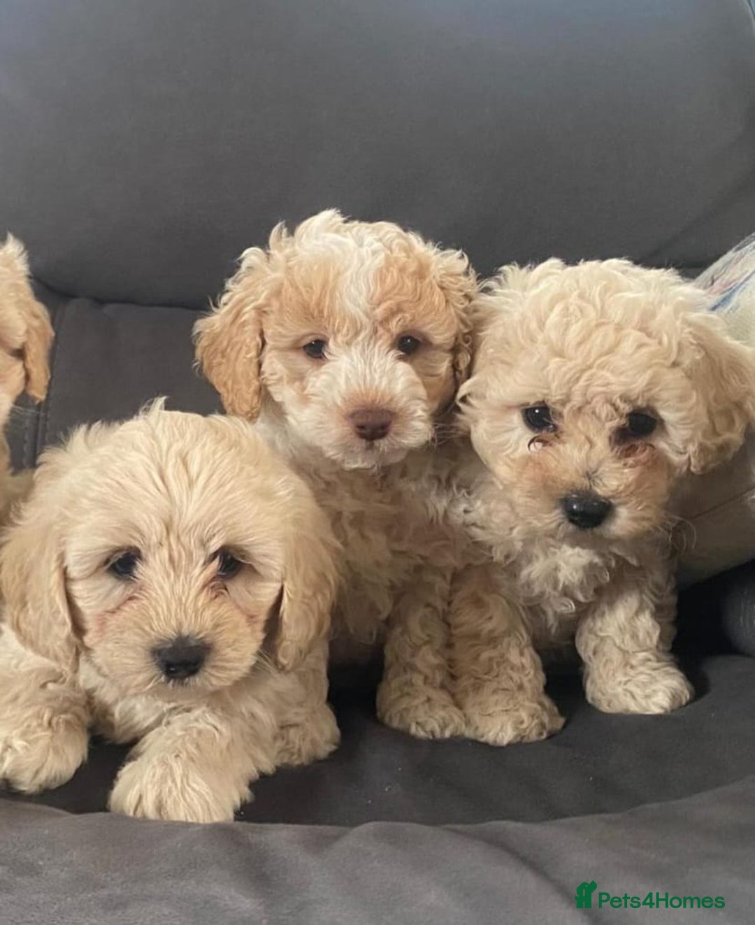 Cavapoo dogs for sale: Health checked cavapoo puppies - Image 1