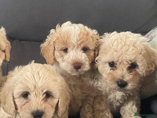 Cavapoo dogs - Advert 3