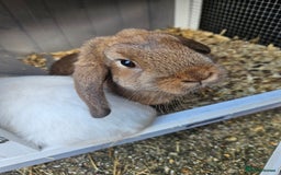French Lop rabbits for sale: 2 female French lop rabbits and brand new hutch - Image 4