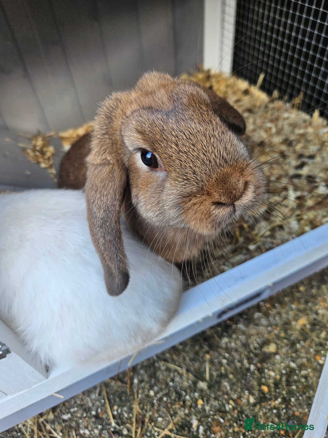 French Lop rabbits for sale: 2 female French lop rabbits and brand new hutch - Image 4