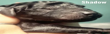 Shadow