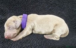Miniature Dachshund dogs for sale: 🌟QUALITY KC REG & PRA CLR MINIATURE DACHSHUNDS🌟 - Image 11