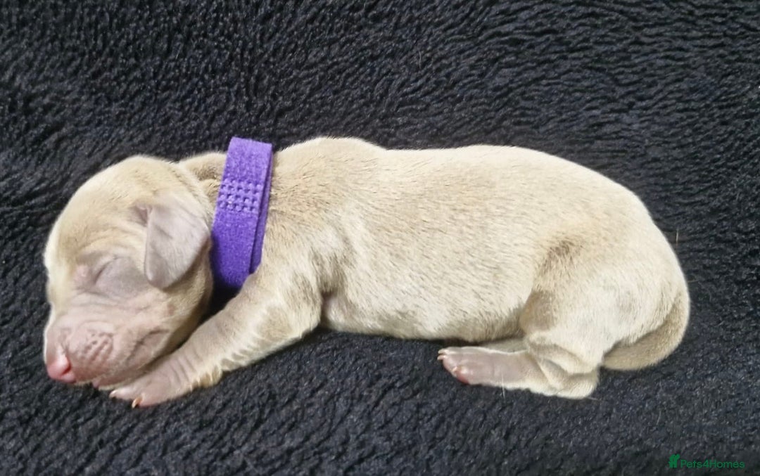 Miniature Dachshund dogs for sale: 🌟QUALITY KC REG & PRA CLR MINIATURE DACHSHUNDS🌟 - Image 11