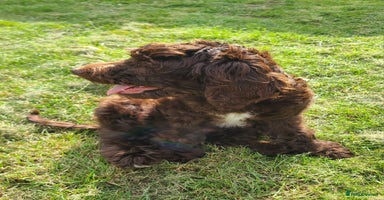 Sproodle dogs - Advert 2