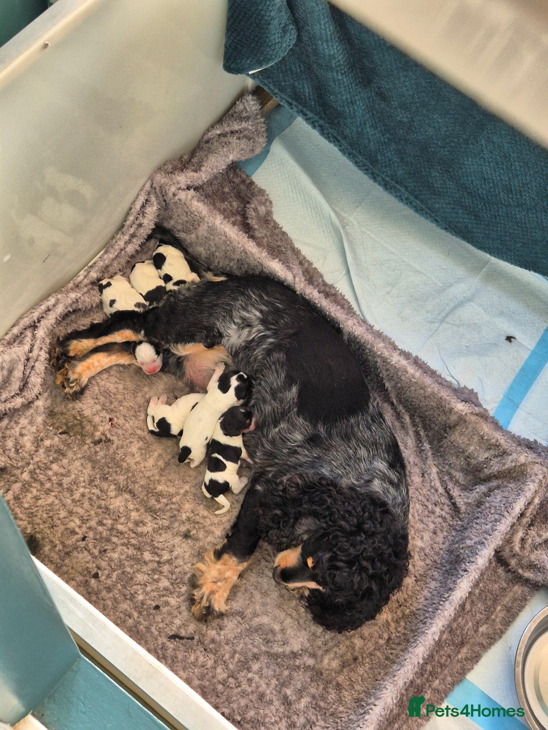 Cocker Spaniel dogs for sale: 6 beautiful Cocker puppies 🐶  - Image 2