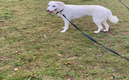 Mixed Breed dogs for adoption: Meet KERA !  A lovely girl - for a Loving Home - Image 33