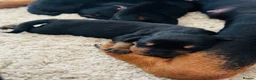 Rottweiler dogs for sale: Gorgeous Rottweiler puppies available  - Advert 15
