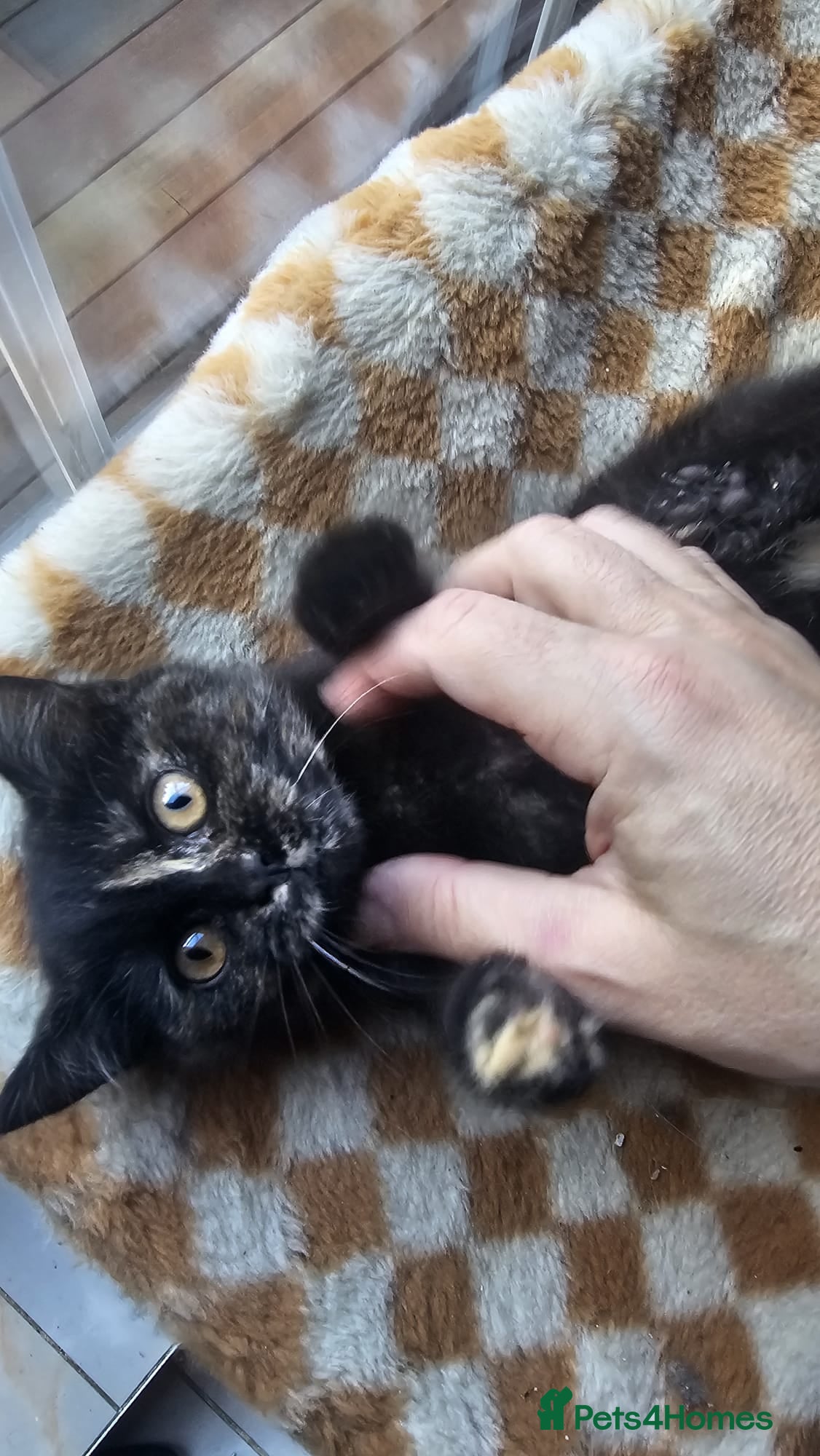 British Shorthair cats Gorgeous British Shorthair Kittens Ready Now! - Advert 1