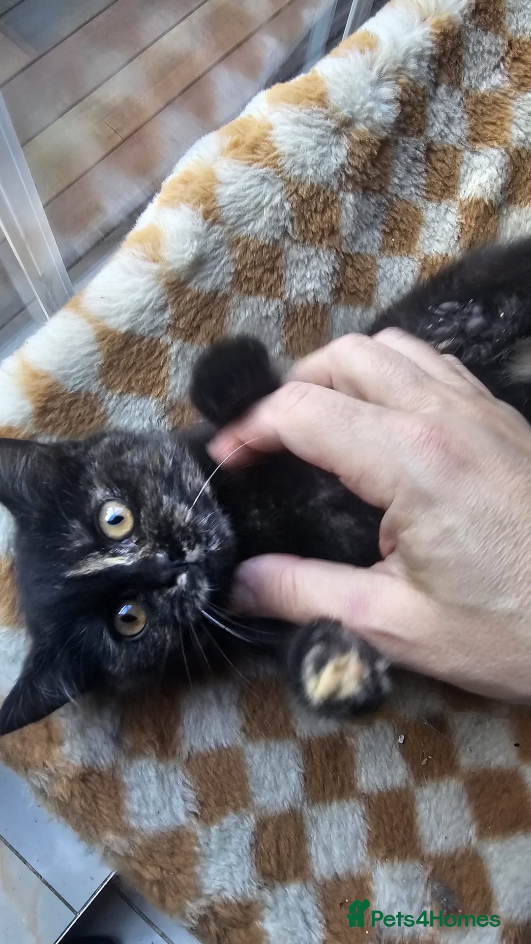 British Shorthair cats for sale: Gorgeous British Shorthair Kittens Ready Now! - Advert 1