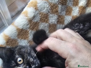 British Shorthair cats Gorgeous British Shorthair Kittens Ready Now! - Advert 1