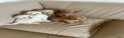 Cavapoo dogs for sale: Beautiful f2b cavapoo puppy’s  in Huntingdon - Advert 6
