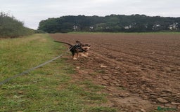 Mixed Breed dogs for adoption: Todd- chocolate pudding - Image 6