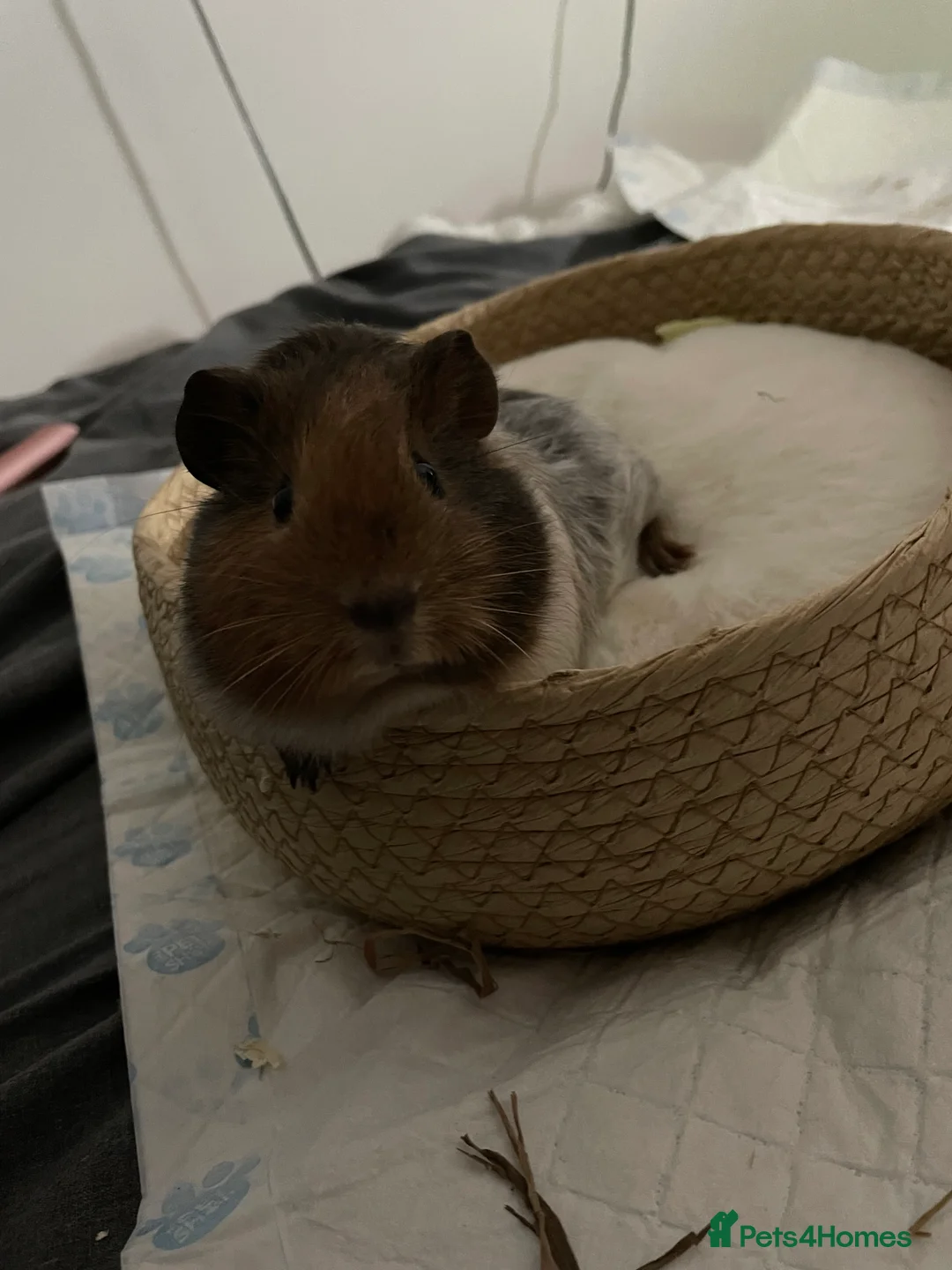 Guinea Pig rodents for sale: 2 guinea pigs to be rehomed to a good family in Blyth - Advert 8