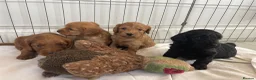 Cockapoo dogs for sale: F1 cockapoo puppies  - Advert 10