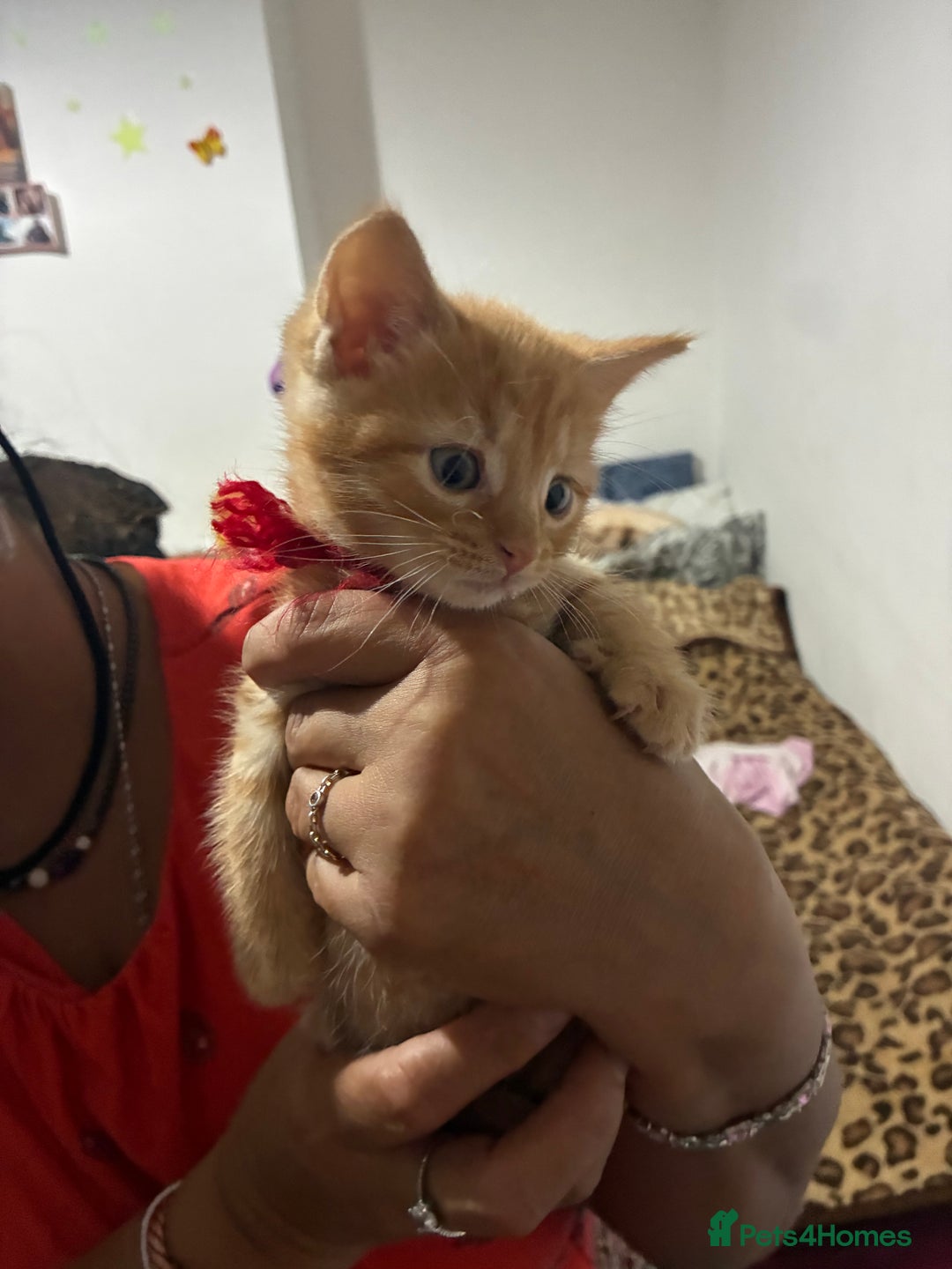 Mixed Breed cats for sale: 1ginger boy beautiful kitten left£150 uno  in London - Image 8
