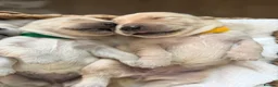 Golden Retriever dogs for sale: Golden Retriever Puppies  - Advert 9