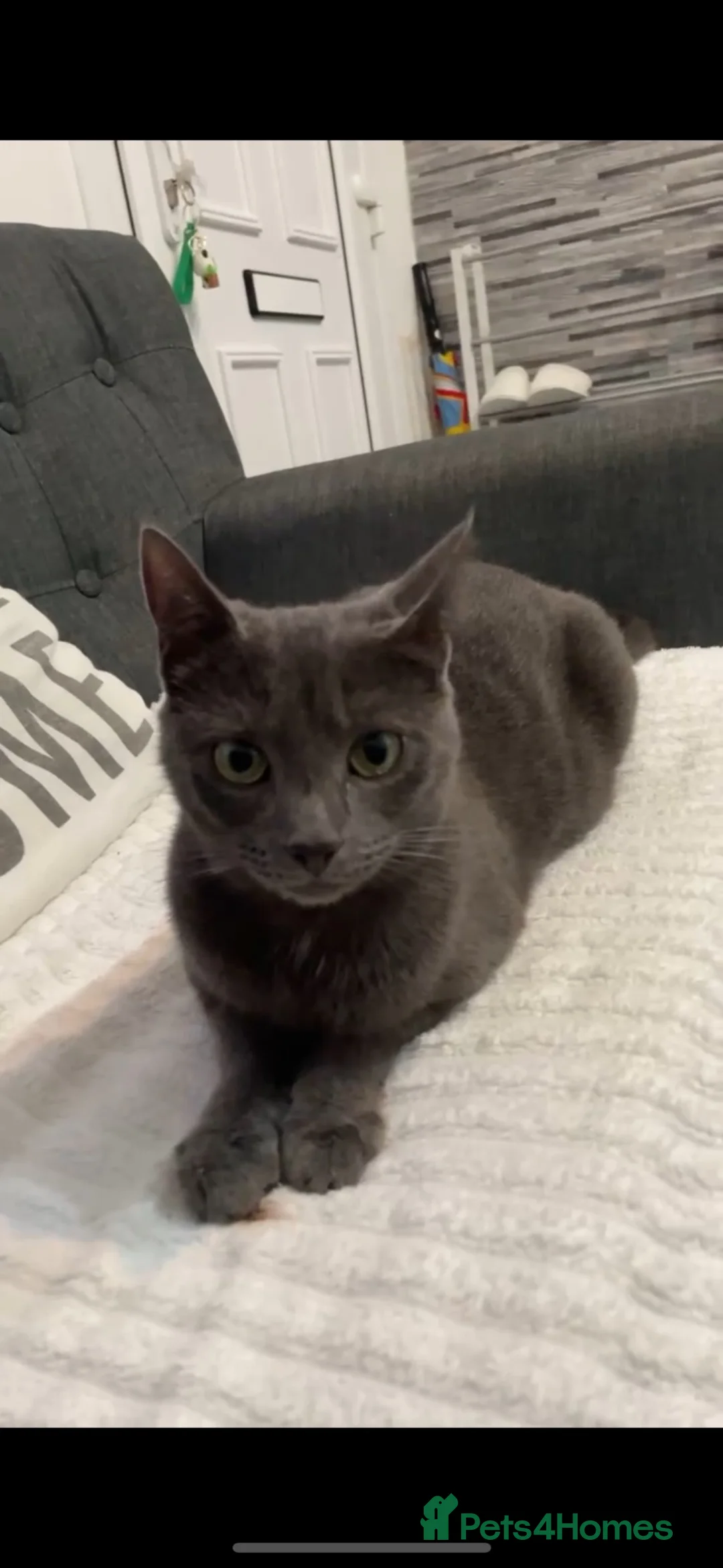 Mixed Breed cats for sale: Cat and kitten  in Derby - Advert 1