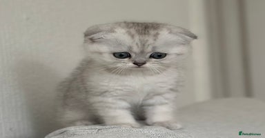 Scottish Fold cats - Advert 8