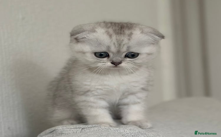 Scottish Fold cats - Advert 6