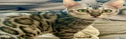 Bengal cats for sale: 4 gorgeous female Bengal kittens ready to reserve - Advert 25
