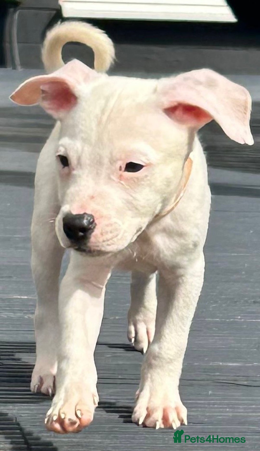 Mixed Breed dogs for sale: Pinky is a gorgeous Ambull x girl  - Image 8
