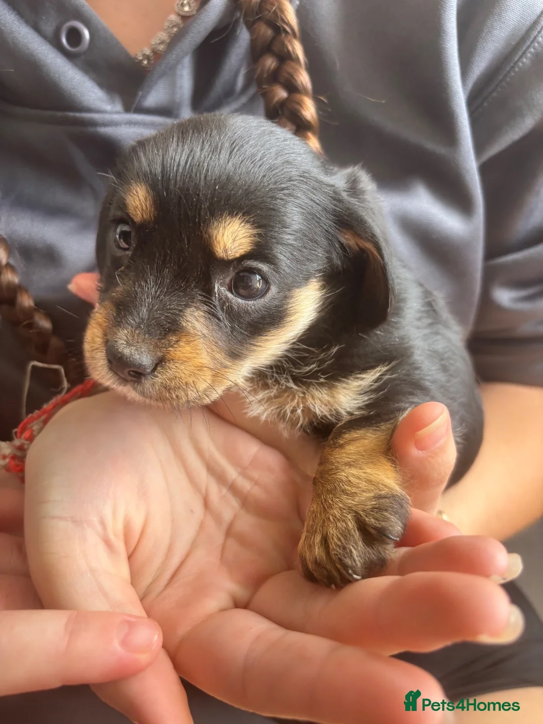 Mixed Breed dogs for sale: Jack Shih 3 lovely girls  in Llanelli - Advert 17